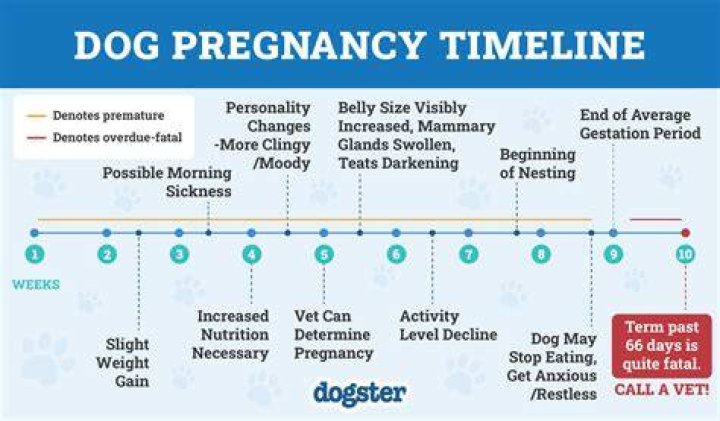 A Dog Parent's Guide: The Gestation Period Of French Bulldogs