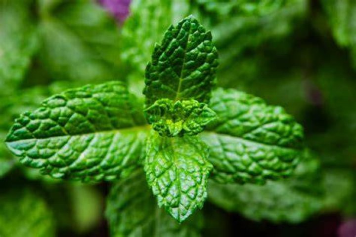 Menthol&rsquo;s characteristic minty scent and coolness makes it a versatile